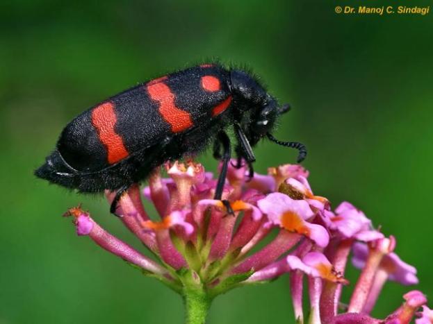 Blister Beetle, drives its name from the skin blistering consequences of it's attack.